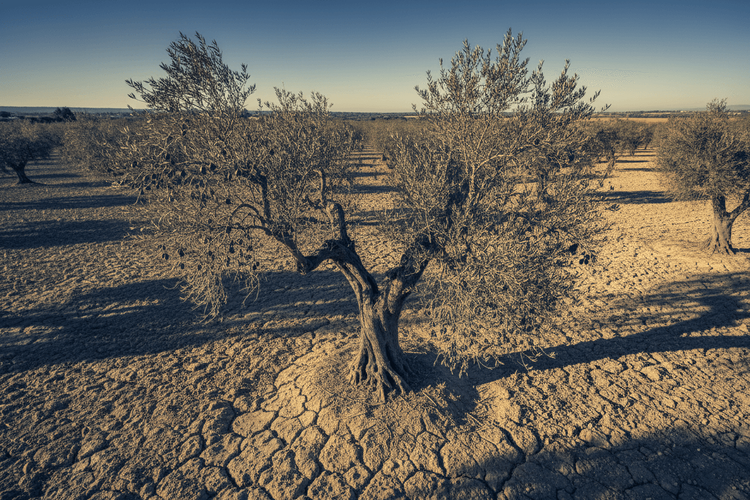 Olivenöl-Preis: Warum Dürre in Spanien alles verteuert
