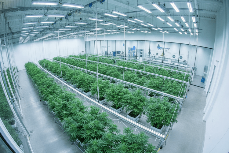 Trulieve und Green Thumb in Time-Liste der besten US-Unternehmen