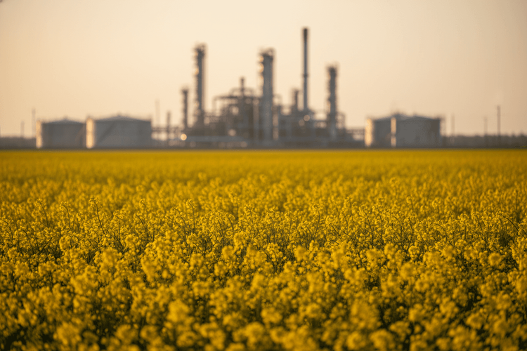 Canola-Futures unter Druck: Rohöl-Einbruch zieht Agrarrohstoffe mit