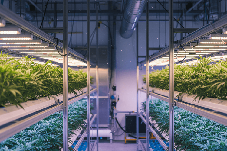 Vireo Growth übernimmt Hawthorne Gardening von Scotts Miracle-Gro