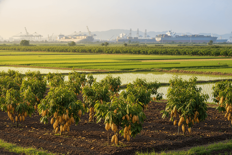 Super-El-Niño und Iran-Krieg bedrohen globale Lebensmittelpreise