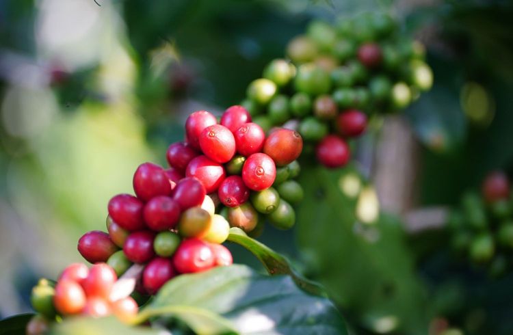 Kaffee und Schokolade deutlich teurer