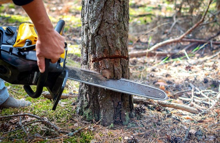 Baume fällen – für das Klima!