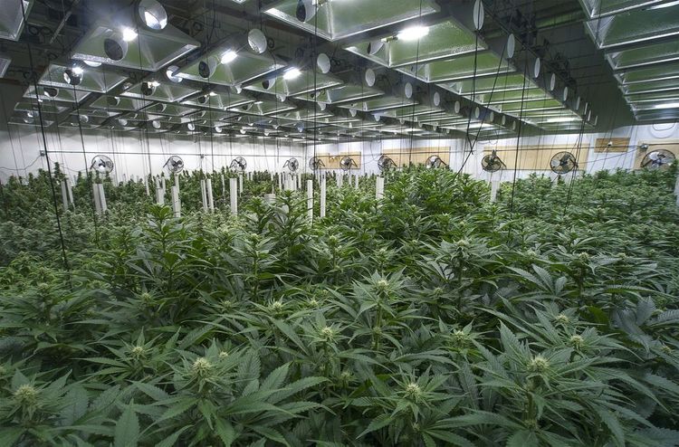 Aktien deutscher Cannabisunternehmen steigen nach Legalisierungszusage