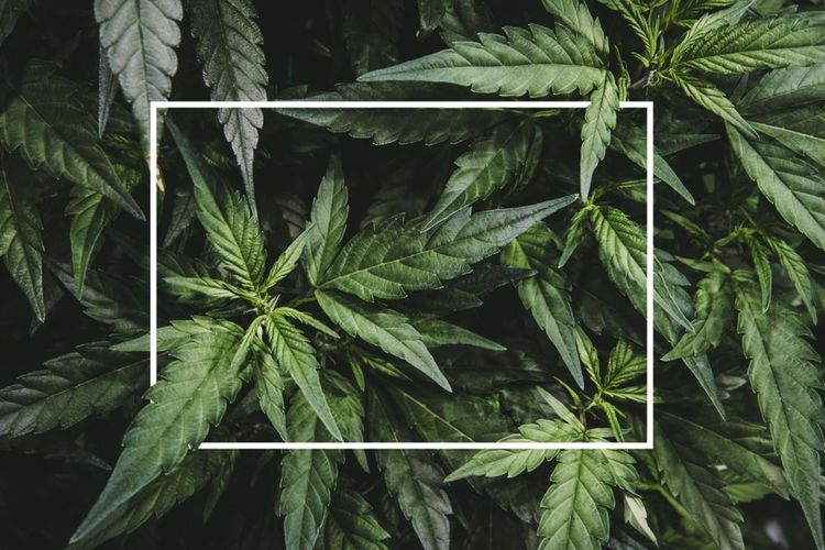 Cannabis-Unternehmen haben immer noch ein Bank-Problem