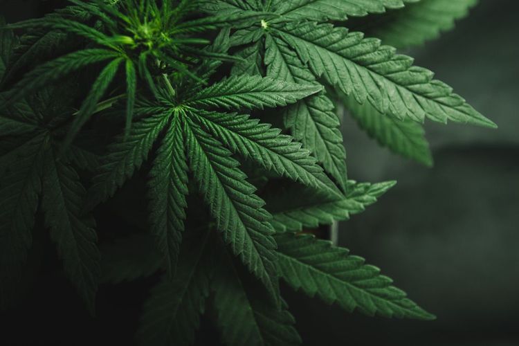 Hexo launcht neues CBD Getränk in Colorado