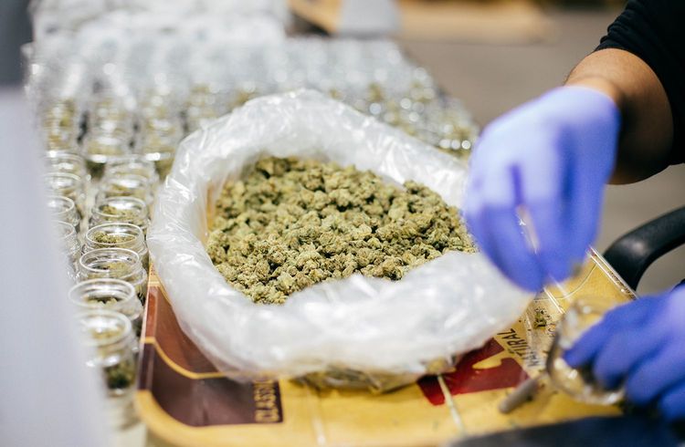 Cannabis-Legalisierung könnte Mittelstand beflügeln