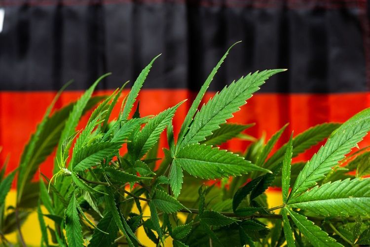 Cannabis Rx revolutioniert die Apotheken in Deutschland