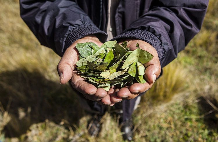 Deutscher Hanfverband fordert UN-Initiative
