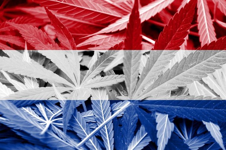 Niederlande mit Problemen bei der Freigabe von Cannabisanbau