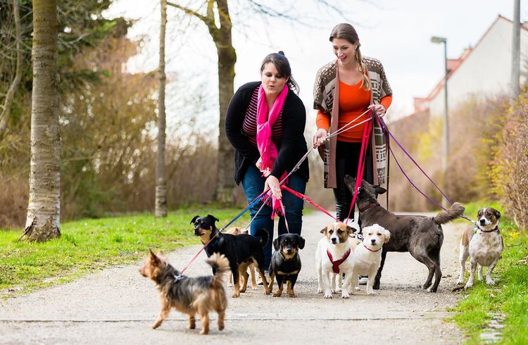 Hundesteuer auf Rekordniveau