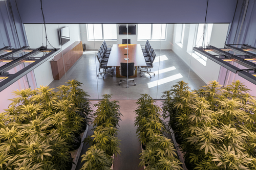 ESOPs als Steuerstrategie für US-Cannabisunternehmen gegen 280E