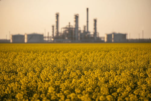 Canola-Futures unter Druck: Rohöl-Einbruch zieht Agrarrohstoffe mit