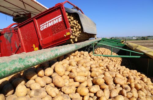 Kartoffelernte erreicht höchsten Stand seit 25 Jahren