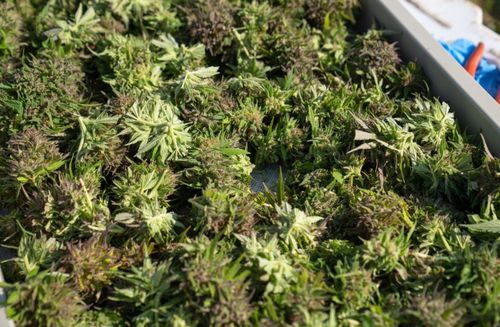 Boom im Markt für medizinisches Cannabis
