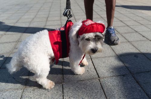 Rekordeinnahmen durch Hundesteuer in Deutschland