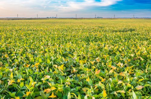  Vietnam kauft US-Agrarprodukte für zwei Milliarden