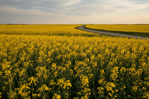 ICE Canola-Futures fallen nach Wetterbesserung in Kanada deutlich