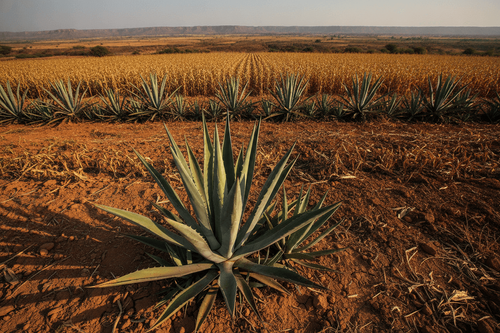 Agave in Indien: Wie eine Wüstenpflanze eine neue Getränkeindustrie begründet