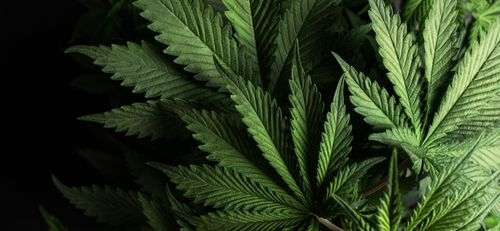 Cannabis-Verkaufsstellen in Chicago gründen Gewerkschaft