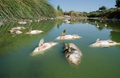 Deutschland bittet Polen um Klärung des Massensterbens von Fischen
