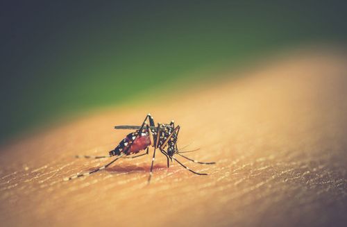 Takeda will nach der Zulassung des Dengue-Impfstoffs den globalen Impfstoffmarkt erobern