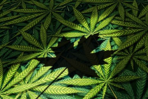 Erstmals Gewerkschaft bei einem Cannabisproduzenten