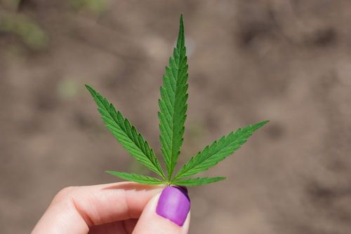 Oregon reguliert Cannabis-Industrie