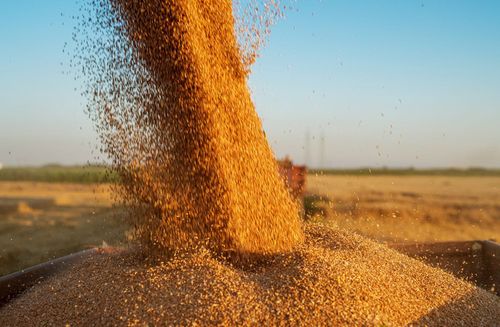 Dürre zwingt Bauern in Kansas zur Aufgabe von Weizenfeldern