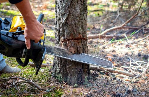 Baume fällen – für das Klima!