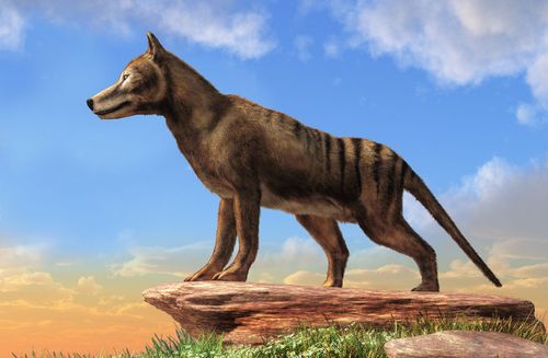 Wissenschaftler wollen den Tasmanischen Tiger vor dem Aussterben bewahren