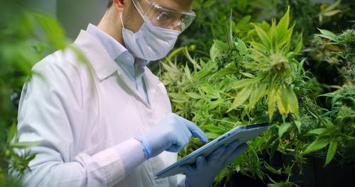 Kooperation für Cannabis-Forschung