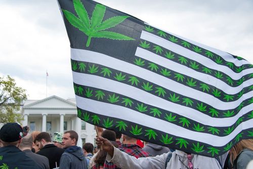 Investoren meiden Cannabis
