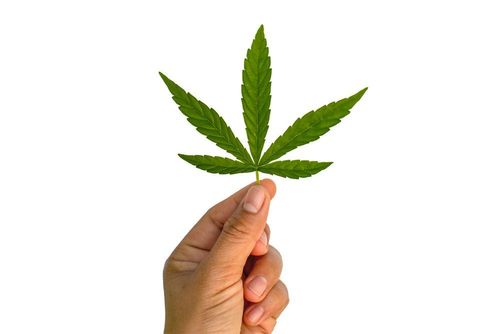 Cannabis als Tourismusmotor