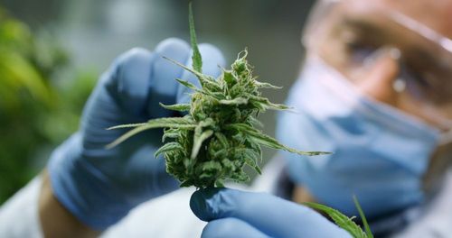 Heritage Cannabis erhält Exportlizenz für Brasilien