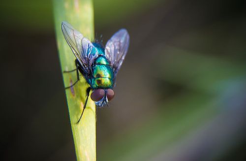 Biokunststoff aus Fliegenpanzern als nachhaltige Alternative