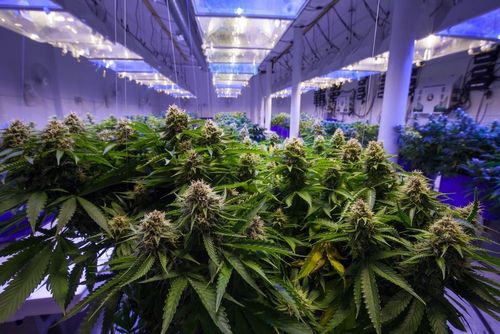 Polizei in Großbritannien entdeckt Cannabisplantage in ehemaligem Nachtclub