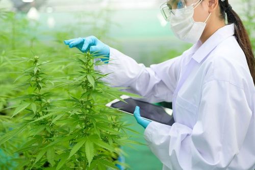 Cannabislegalisierung: Wird Deutschland einen Domino-Effekt in Europa auslösen?