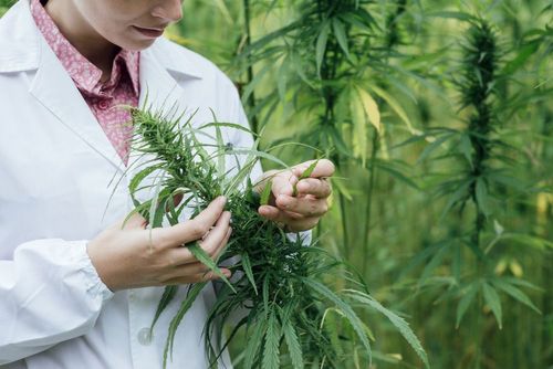 Labor in Michigan verklagt Marihuana-Regulierungsbehörde