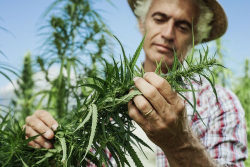 Marihuana-Jobs werden Zuflucht für Beschäftigte in Einzelhandel und Gastro