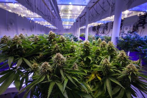 Cannabis-Beschlagnahmungen dramatisch zurückgegangen