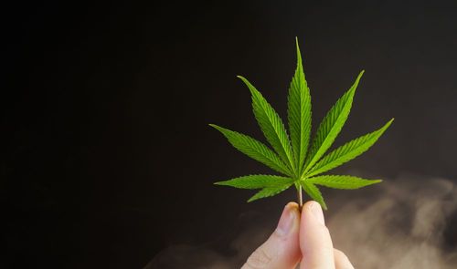 Cannabisbranche wartet ab – staatliche Richtlinien noch im Fluss