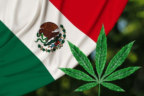 Mexikanische Universität bietet jetzt ein Cannabis-Diplom an