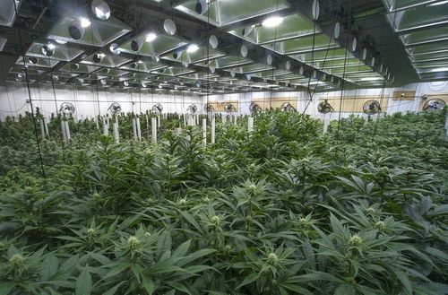 Kathy Hochul schwört auf legale Cannabis-Industrie