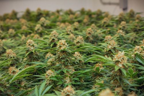 Cannabis war Grundnahrungsmittel im alten China