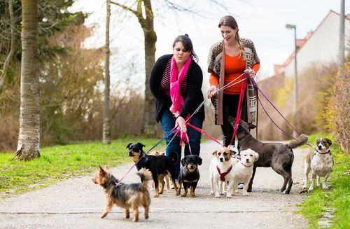 Hundesteuer auf Rekordniveau